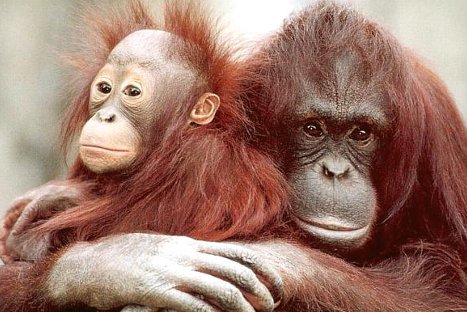 Los orangutantes conocen de ingeniería