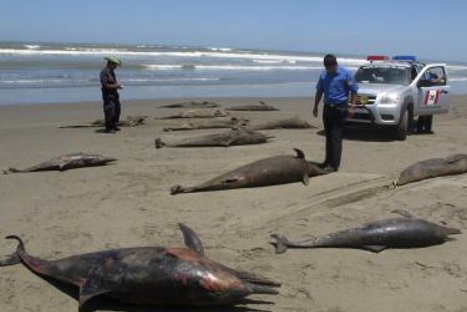 Metales y pesticidas no mataron delfines en el norte, según Poder Ejecutivo