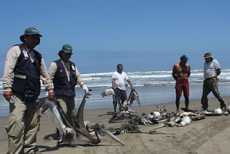 Autoridades investigarán muerte de pelícanos en el norte