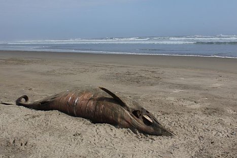 Delfines en el norte murieron por virus en el agua