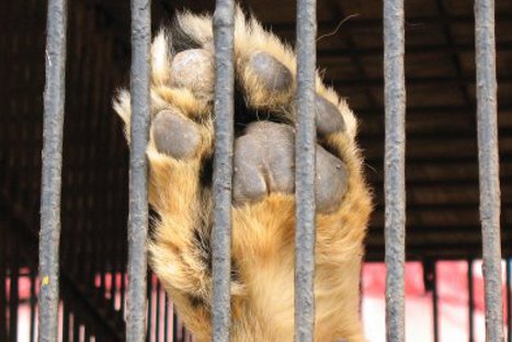 Prohiben el uso de animales en los circos