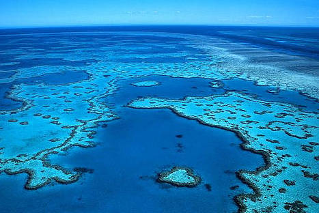 Australia: científicos hallan peces con cáncer de piel