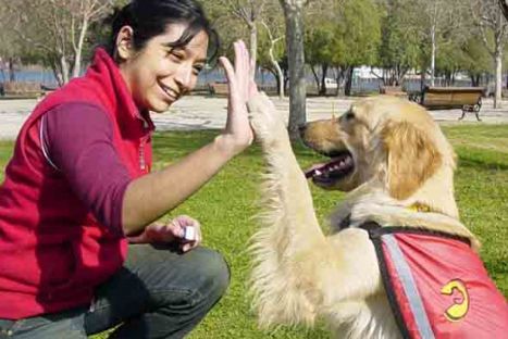 Perros pueden entender las emociones de los seres humanos