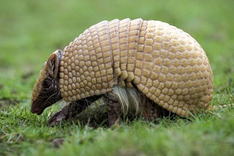 Este es 'Tatu-Bola', la mascota del Mundial Brasil 2014