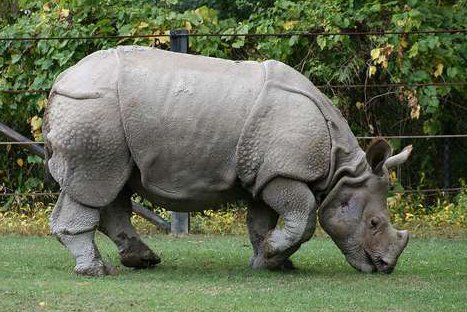 FOTOS: Estos son los 10 animales más amenazados del planeta, según WWF