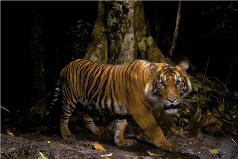 FOTOS: Estas son las mejores imágenes de la naturaleza del año