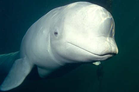 VIDEO: Científicos graban a ballena imitando la voz humana