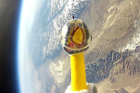 VIDEO: Pollo de goma es el nuevo astronauta de la NASA