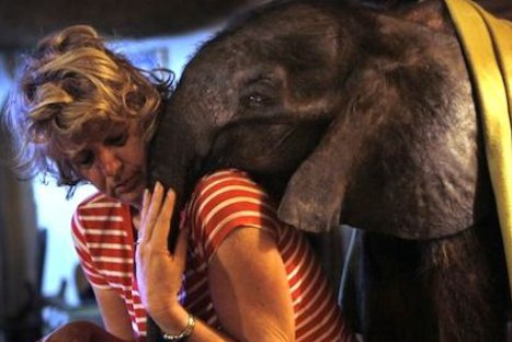 FOTOS: Conoce la emotiva historia del elefante bebé que murió tras ser abandonado por su madre