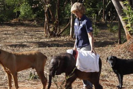 FOTOS: Conoce la emotiva historia del elefante bebé que murió tras ser abandonado por su madre