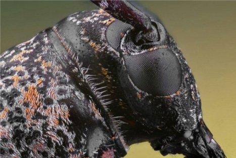 Descubriendo la naturaleza: Insectos en primer plano - FOTOS