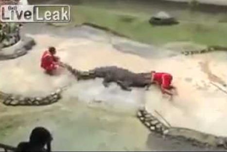 Tailandia: Cocodrilo ataca a domador durante show - VIDEO