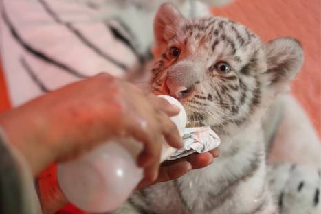 Conoce a la primera tigresa de Bengala blanca nacida en el Perú – FOTOS