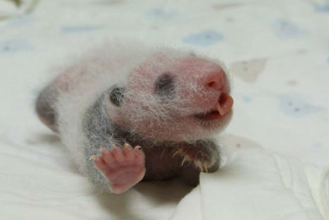 CONOCE AL PANDA BEBÉ YUAN ZAI - FOTOS