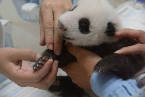 CONOCE AL PANDA BEBÉ YUAN ZAI - FOTOS