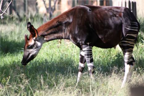 15 animales que te demostrarán que la naturaleza es asombrosa
