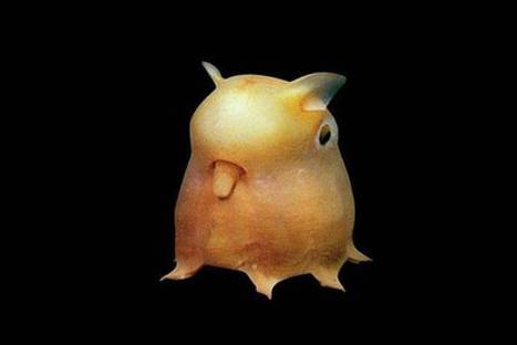 15 animales que te demostrarán que la naturaleza es asombrosa