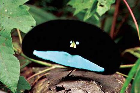 15 animales que te demostrarán que la naturaleza es asombrosa