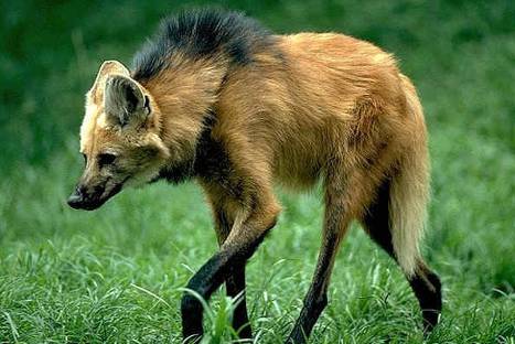 15 animales que te demostrarán que la naturaleza es asombrosa