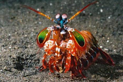 15 animales que te demostrarán que la naturaleza es asombrosa