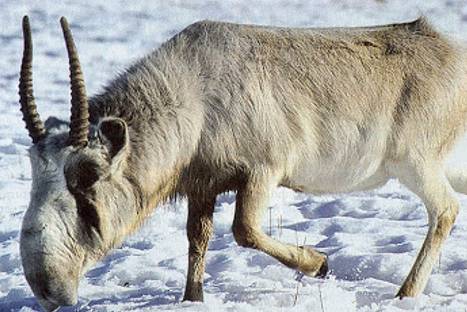 15 animales que te demostrarán que la naturaleza es asombrosa