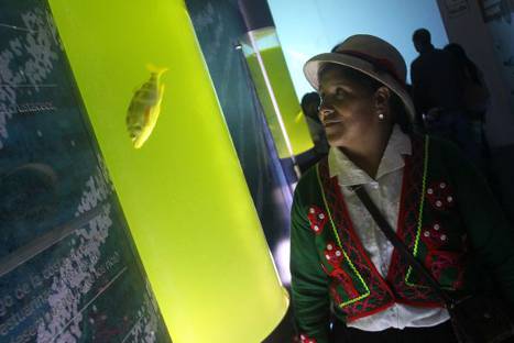 El Acuario de 'Mistura 2013', la gran novedad de la feria