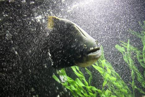 El Acuario de 'Mistura 2013', la gran novedad de la feria