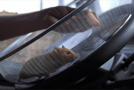 Hámster sorprende con su talento para manejar un camión – VIDEO