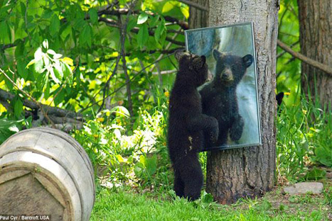 Tiernos familia de osos es fotografiada en graciosas situaciones