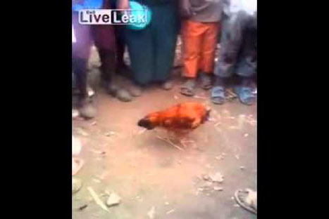 Increíble: Pollo sin cabeza divierte a niños - VIDEO