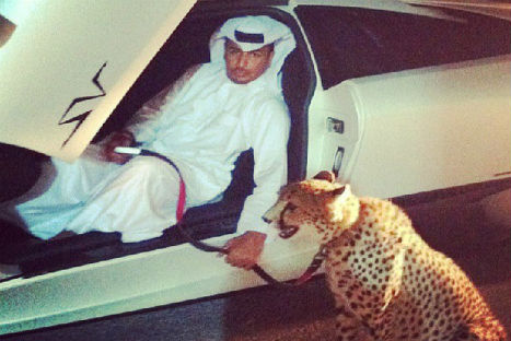 Impactante: hombre tiene leones como mascotas - FOTOS