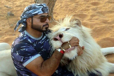 Impactante: hombre tiene leones como mascotas - FOTOS