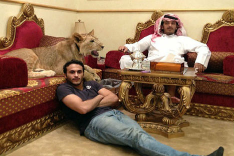 Impactante: hombre tiene leones como mascotas - FOTOS
