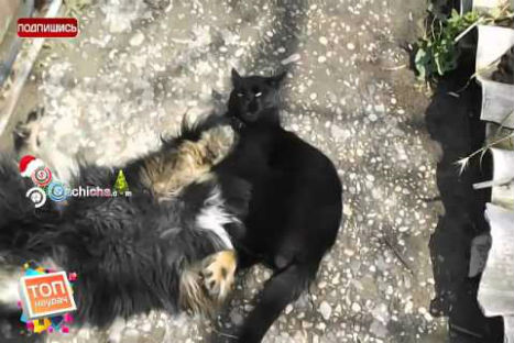 Mire el video de un gato haciéndole una llave a un perro - VIDEO