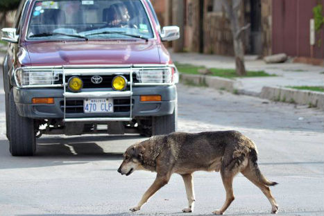 Conozca la tierna historia de un can que llora la muerte de su amo-FOTOS