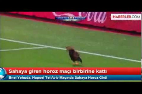 Divertido: gallo interrumpió partido de fútbol - VIDEO