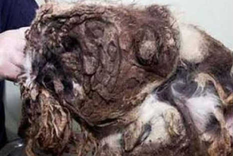 Descubre la historia del cachorro que fue rescatado de la basura-FOTOS Descubre la historia del cachorro que fue rescatado de la basura-FOTOS