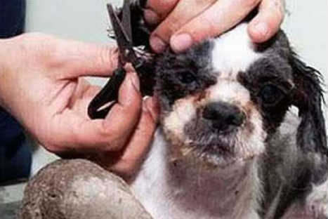 Descubre la historia del cachorro que fue rescatado de la basura-FOTOS Descubre la historia del cachorro que fue rescatado de la basura-FOTOS