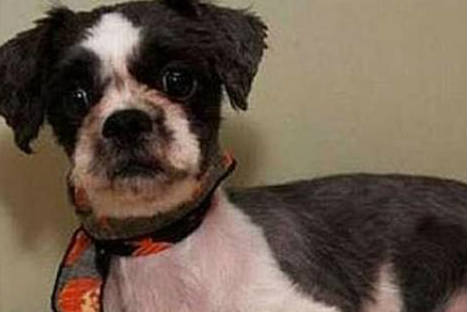 Descubre la historia del cachorro que fue rescatado de la basura-FOTOS Descubre la historia del cachorro que fue rescatado de la basura-FOTOS
