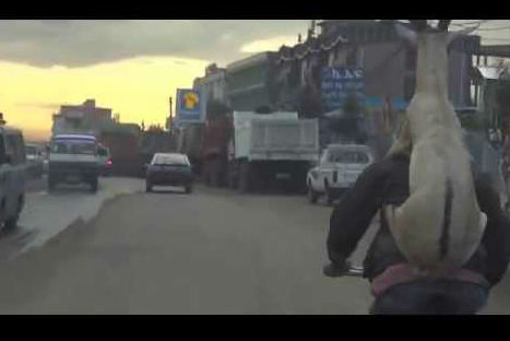Cabra da 'romántico' paseo en bicicleta -VIDEO