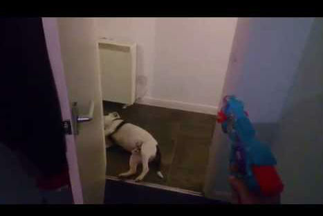VIDEO - Perrito finge estar muerto como en una escena de película