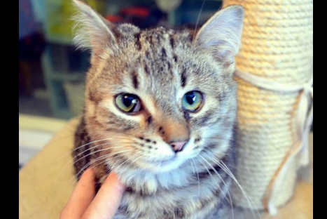 Un gatito diferente en adopción