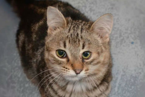 Un gatito diferente en adopción