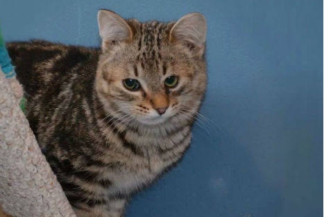 Un gatito diferente en adopción