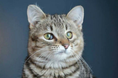 Un gatito diferente en adopción