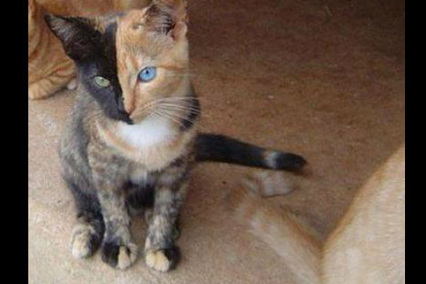 Gatitos con pelaje divertido (FOTOS) Gatitos con pelaje divertido (FOTOS)