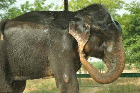 Elefante que estuvo encadenado 50 años lloró al ser liberado- FOTOS