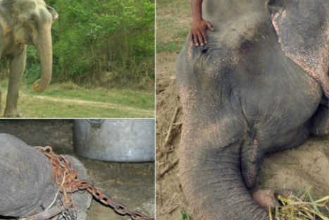 Elefante que estuvo encadenado 50 años lloró al ser liberado- FOTOS