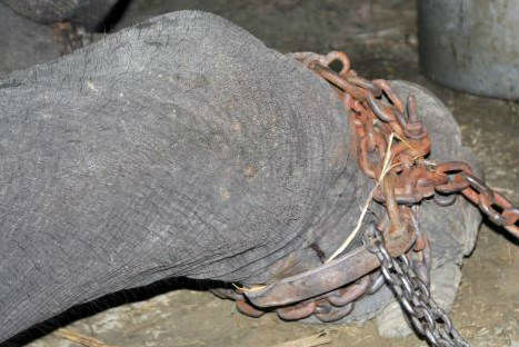 Elefante que estuvo encadenado 50 años lloró al ser liberado- FOTOS