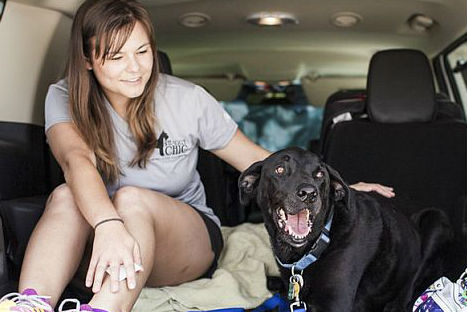 El adiós de Duke,  un perro enfermo de cáncer (FOTOS)